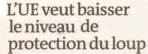 BAISSE 2024 01 10 LOUP.jpg