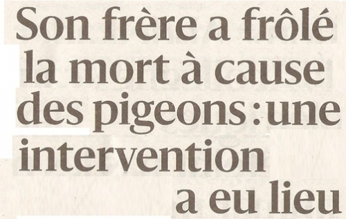 PQR 2025 11 12 PIGEONS .jpg