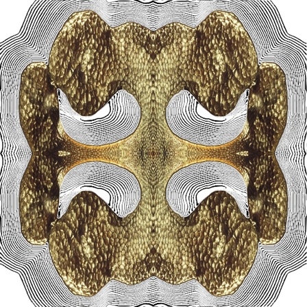 CLADONOTA COURBES.jpg
