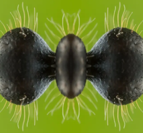 HELICO .png