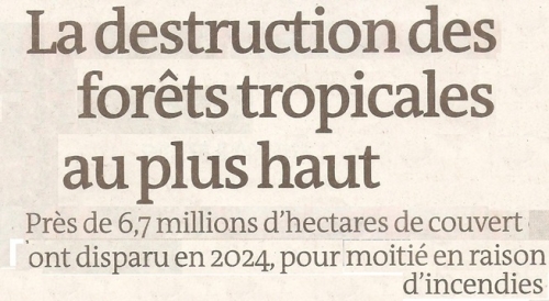 2025 05 22 LA FORÊT BRULE .jpg
